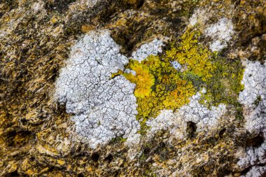 Karadeniz, Ukrayna yakınlarındaki kıyı kayalıklarında farklı türde litofil kabuklu kertenkeleler yetişiyor.