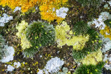 Grimmia pulvinata - deniz kenarındaki ıslak taşların üzerindeki spor kutularıyla yosunları çoğaltıyor, Odessa