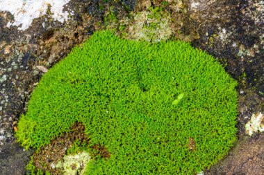 Karadeniz yakınlarındaki kayalıklardaki lichenlerle çevrili yeşil yosunlar.
