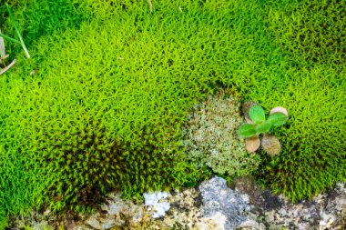 Karadeniz yakınlarındaki kayalıklardaki lichenlerle çevrili yeşil yosunlar.