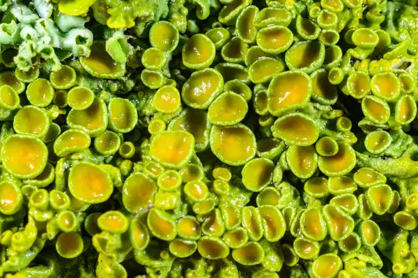 Xanthoria parietina, Karadeniz yakınlarındaki ıslak taşlarda sporları olan üreme organları olan yaygın bir liken türü, Odessa