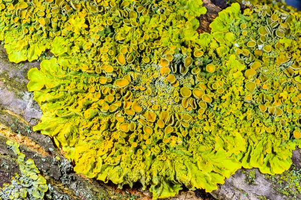 Xanthoria parietina, Karadeniz yakınlarındaki ıslak taşlarda sporları olan üreme organları olan yaygın bir liken türü, Odessa