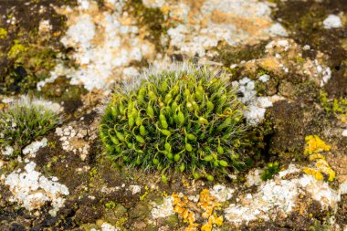 Grimmia pulvinata - deniz kenarındaki ıslak taşların üzerindeki spor kutularıyla yosunları çoğaltıyor, Odessa