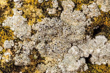 Karadeniz, Ukrayna yakınlarındaki kıyı kayalıklarında farklı türde litofil kabuklu kertenkeleler yetişiyor.