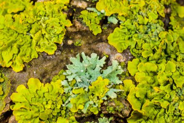 Sarı duvar liken Xanthoria parietina, Karadeniz yakınlarındaki ağaç dallarında geniş çaplı kabuklu liken.