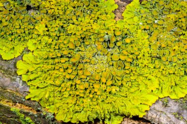 Xanthoria parietina, Karadeniz yakınlarındaki ıslak taşlarda sporları olan üreme organları olan yaygın bir liken türü, Odessa