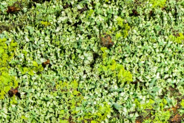Sarı duvar liken Xanthoria parietina, Karadeniz yakınlarındaki ağaç dallarında geniş çaplı kabuklu liken, Odessa