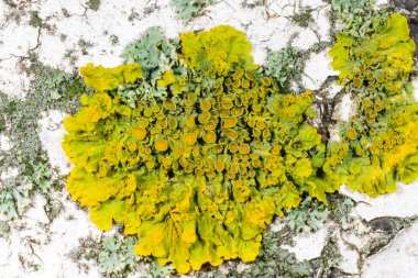 Sarı duvar liken Xanthoria parietina, ağaç dalları üzerinde geniş çaplı kabuklu liken 