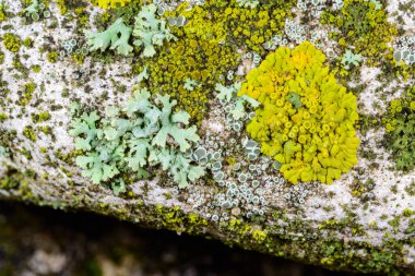Karadeniz, Ukrayna yakınlarındaki kıyı kayalıklarında farklı türde litofil kabuklu kertenkeleler yetişiyor.