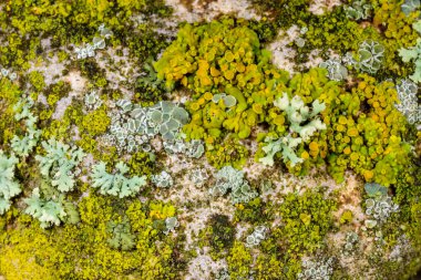 Karadeniz, Ukrayna yakınlarındaki kıyı kayalıklarında farklı türde litofil kabuklu kertenkeleler yetişiyor.