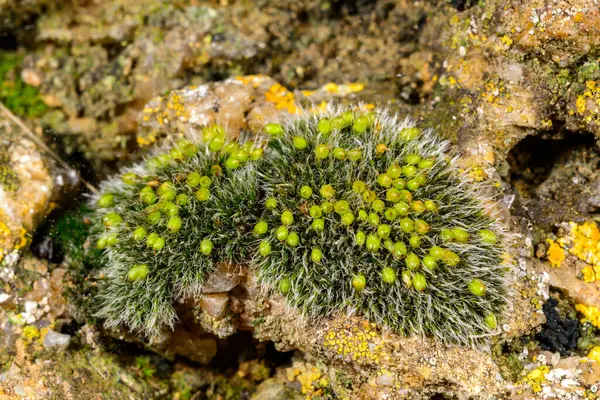Grimmia pulvinata - deniz kenarındaki ıslak taşların üzerindeki spor kutularıyla yosunları çoğaltıyor, Odessa