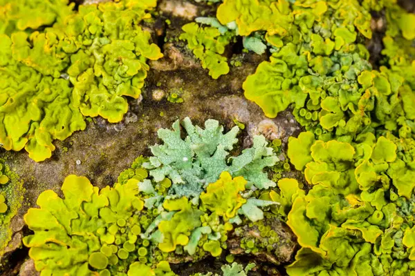 Sarı duvar liken Xanthoria parietina, Karadeniz yakınlarındaki ağaç dallarında geniş çaplı kabuklu liken.
