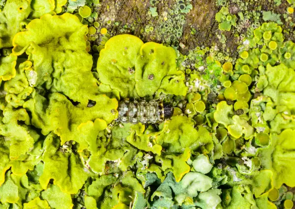 Kristal algler, ağaç-liken güzelliği, Ukrayna 'daki ağaç gövdesinde liken ile beslenen genç kelebek tırtılı.