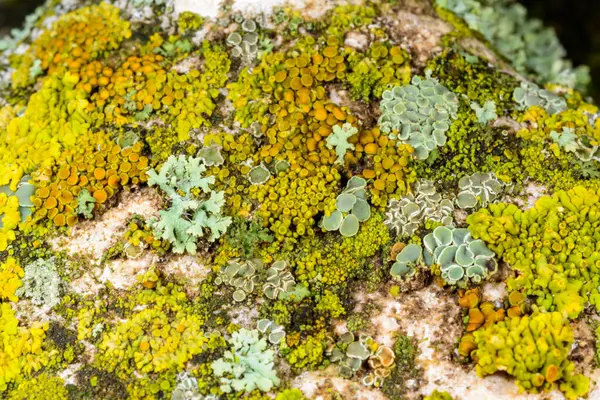Karadeniz, Ukrayna yakınlarındaki kıyı kayalıklarında farklı türde litofil kabuklu kertenkeleler yetişiyor.
