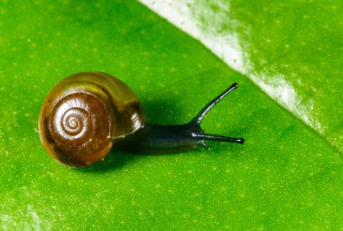 Oxychilus translucidus - Stylommatophora, Zonitidae, yeşil yapraklı saydam sarı kabuklu küçük yumuşakçalar