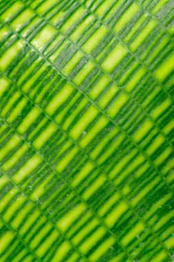 Calathea musaica, Odessa 'da tropik bir serada sarı-yeşil tonlarda orijinal dikdörtgen renklere sahip bir çarşaf.