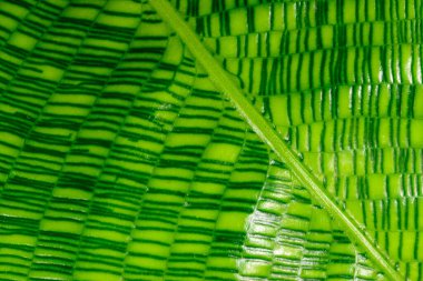 Calathea musaica, Odessa 'da tropik bir serada sarı-yeşil tonlarda orijinal dikdörtgen renklere sahip bir çarşaf.