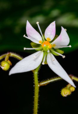 Sürünen saksafon, çilek saksafonu Saxifraga stolonifera, bir serada açan tropik bir bitkinin asimetrik olarak düzenlenmiş orijinal çiçeği, Odessa