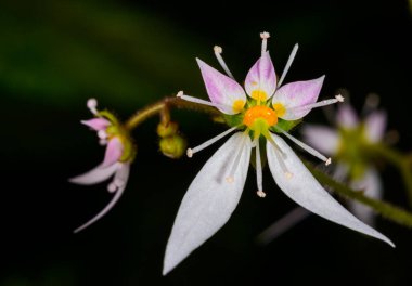 Sürünen saksafon, çilek saksafonu Saxifraga stolonifera, bir serada açan tropik bir bitkinin asimetrik olarak düzenlenmiş orijinal çiçeği, Odessa