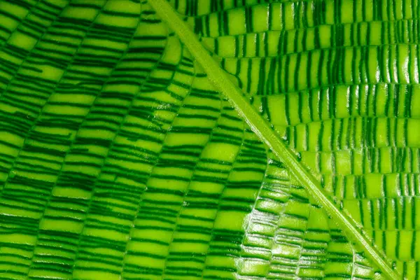 Calathea musaica, Odessa 'da tropik bir serada sarı-yeşil tonlarda orijinal dikdörtgen renklere sahip bir çarşaf.