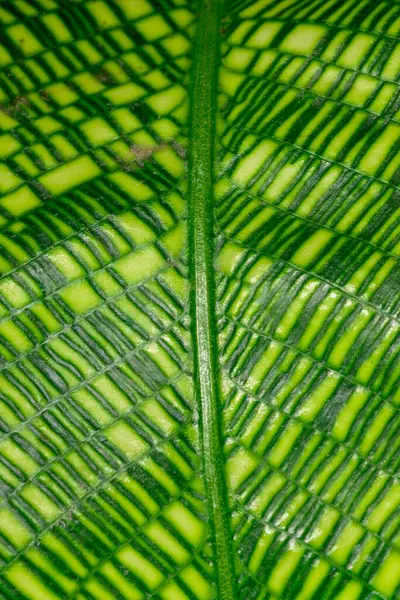 Calathea musaica, tropikal bir serada sarı-yeşil tonlarda orijinal dikdörtgen renklere sahip.