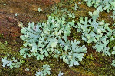 Hypogymnia physodes, boyalı bir yüzeyde lamellar tallus ile liken.