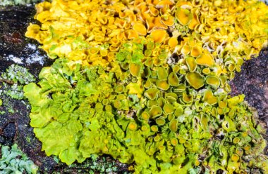 Sonbaharda Karadeniz yakınlarındaki ağaç dallarında üreme organları ve diğer çeşitli kabuklu liken türlerine sahip Xanthoria parietina, Odessa Ukrayna 