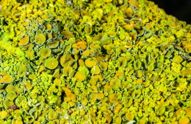 Sonbaharda Karadeniz yakınlarındaki ağaç dallarında üreme organları ve diğer çeşitli kabuklu liken türlerine sahip Xanthoria parietina, Odessa Ukrayna 