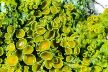 Xanthoria parietina - üreme organları sonbaharda Karadeniz yakınlarındaki ağaç dallarına tutunur.