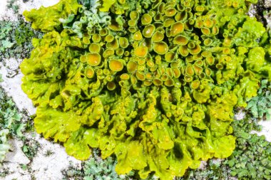 Sonbaharda Karadeniz yakınlarındaki ağaç dallarında üreme organları ve diğer çeşitli kabuklu liken türlerine sahip Xanthoria parietina, Odessa Ukrayna 
