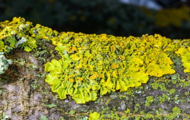 Xanthoria parietina - Odessa Ukrayna 'da, kalın bir ağaç dalındaki zambaklar 