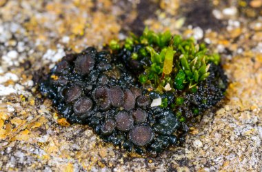 Karadeniz, Ukrayna yakınlarındaki kıyı kayalıklarında büyüyen üreme organları olan siyah kabuklu liken.