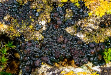 Karadeniz kıyısındaki kayalıklarda yetişen üreme organları olan siyah kabuklu liken, Odessa