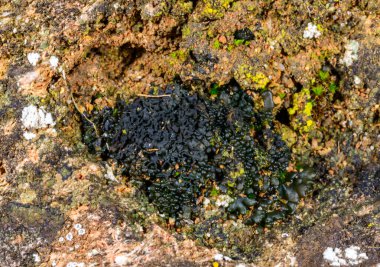 Karadeniz kıyısındaki kayalıklarda yetişen üreme organları olan siyah kabuklu liken, Odessa