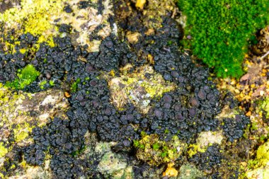 Karadeniz, Ukrayna yakınlarındaki kıyı kayalıklarında büyüyen üreme organları olan siyah kabuklu liken.