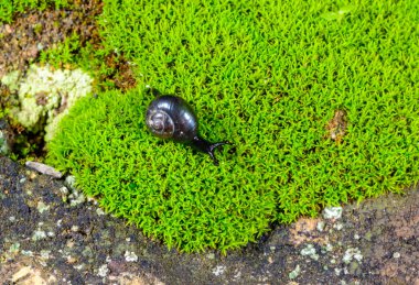 Fenacolimax anülaris, Ukrayna 'da yeşil yosun üzerinde sürünen küçük gastropod yumuşakçaları.