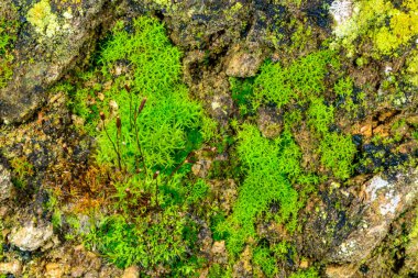 Yeşil yosun kıyı kabuğunda yetişir Sonbaharda yağmurdan sonra kayalar
