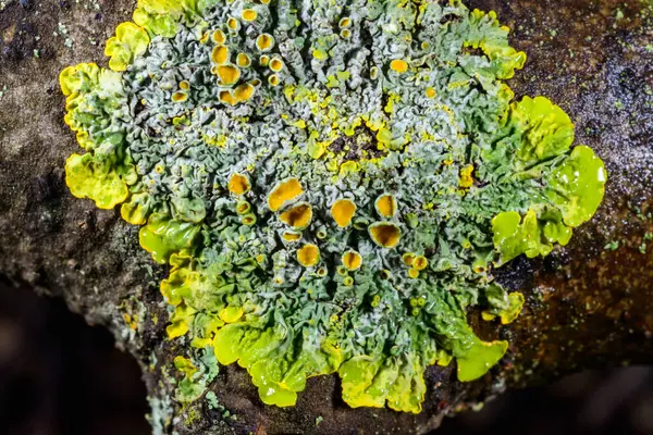 Xanthoria parietina - Odessa Ukrayna 'da, kalın bir ağaç dalındaki zambaklar 