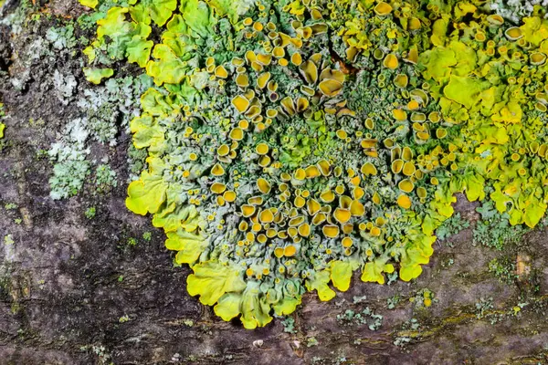 Xanthoria parietina - Odessa Ukrayna 'da, kalın bir ağaç dalındaki zambaklar 