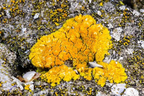 Karadeniz, Ukrayna sahillerindeki beton hidrolik yapılar üzerinde çeşitli kabuklu liken türleri.