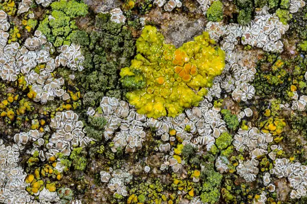 Karadeniz kıyısındaki bir hidrolik yapının beton duvarında sonbaharda kabuklu liken türleri, Odessa