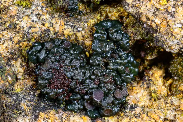 Karadeniz kıyısındaki kayalıklarda yetişen üreme organları olan siyah kabuklu liken, Odessa