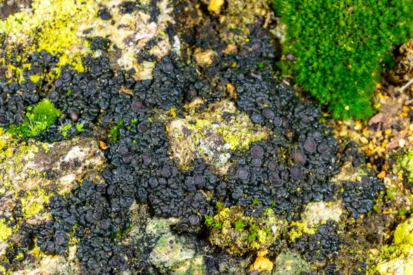 Karadeniz, Ukrayna yakınlarındaki kıyı kayalıklarında büyüyen üreme organları olan siyah kabuklu liken.