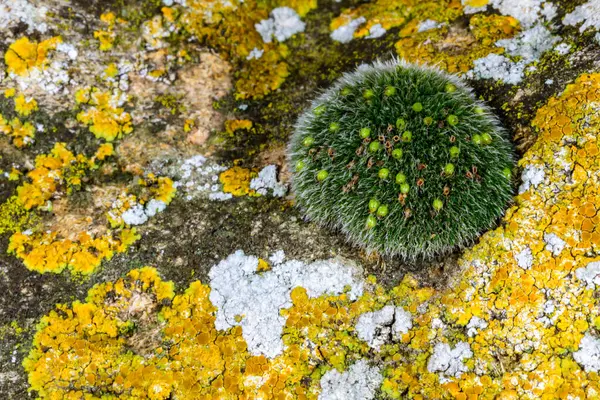 Grimmi ya da pulvinat kuru kaya yosunu Grimmia pulvinata, baharda taşların üzerinde genç sporofitler olan yeşil yosun.