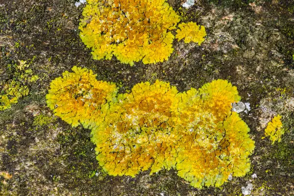 Karadeniz, Ukrayna sahillerindeki beton hidrolik yapılar üzerinde çeşitli kabuklu liken türleri.