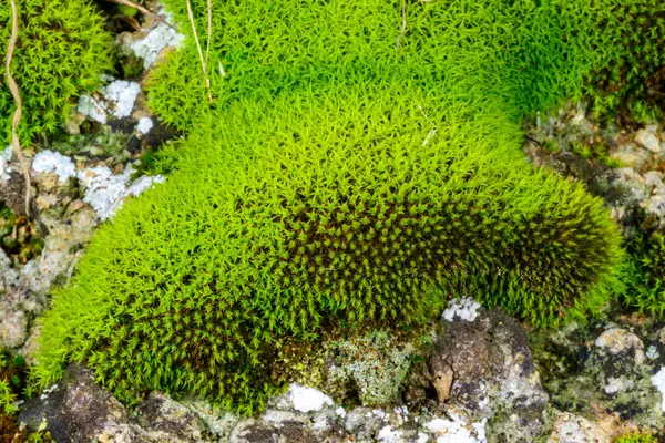 Yeşil yosun kıyı kabuğunda yetişir Sonbaharda yağmurdan sonra kayalar