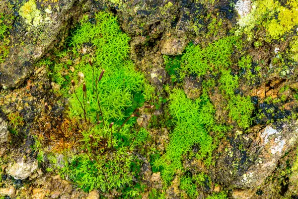 Yeşil yosun kıyı kabuğunda yetişir Sonbaharda yağmurdan sonra kayalar