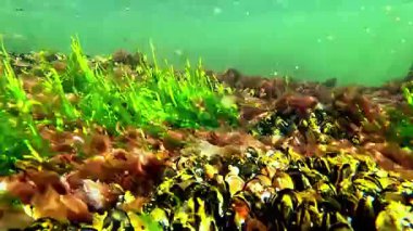 Karadeniz 'in sualtı dünyası, midyeler Mytilus dörtnala taşrası ve su altı kayaları üzerinde kırmızı ve yeşil algler.