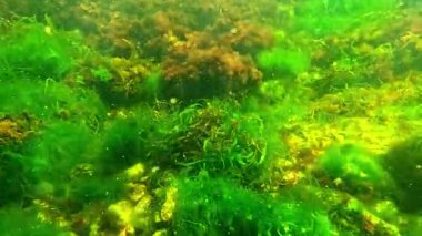 Karadeniz 'in sualtı dünyası, yeşil algler Enteromorpha ve kırmızı algler taşlarda sallanıyor