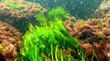 Su altında yaşam, yeşil algler Enteromorpha ve kırmızı algler Porphyra ve seramium taşlarda sallanıyor